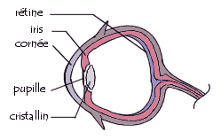schema de l\'oeil humain